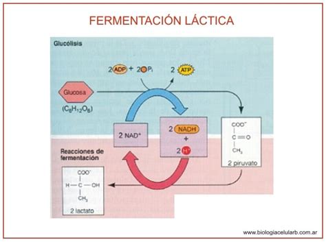 fermentacion lactica - days gone pc